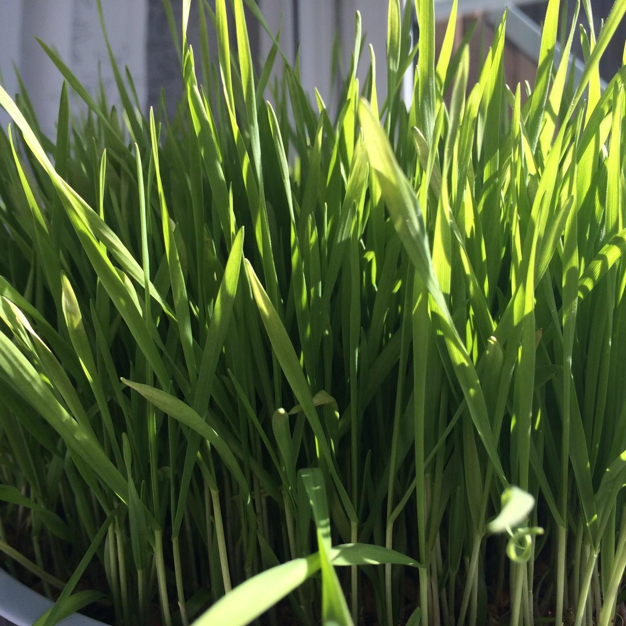 all_veganliving's profile picture. Live on plant based diet, love life, healthy food and happiness, let´s unite :) we are all in this together