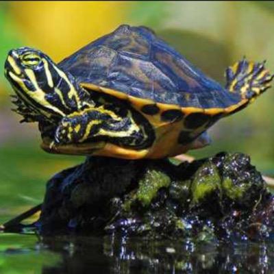 TURTLEPOWERAA's profile picture. Alexia and Alyssa