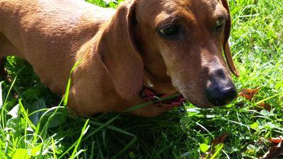 R.I.P Greta