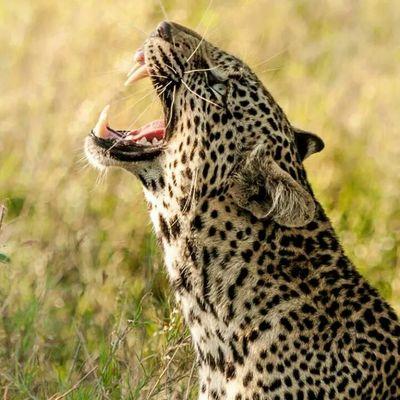 One of the Best wild life experiences at Panther Camp , The Tranquil area of Pilgrimage Safari , Traditional Royal Rural Village Safari, Sunset Point..