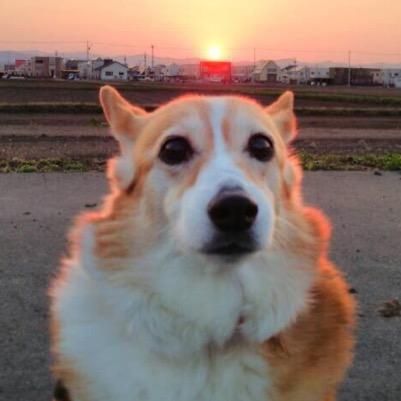 corochi's profile picture. 車とカレーすき。サカナクション、キュウソ、マンウィズ好き。ほかにも色々発掘中。