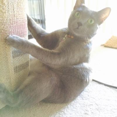 Vsummer1's profile picture. 