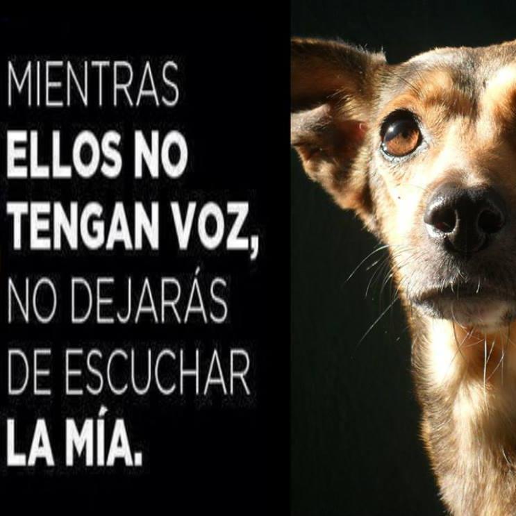 Un mundo sin animales seria igual a un mundo sin sonrisas.Busco casita a perros y gatos qe lo necesitan .Orgullosa de ser animalista hasta la muerte¡ #LosAmo:)