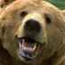 Dave H (@dothebeardance) Twitter profile photo