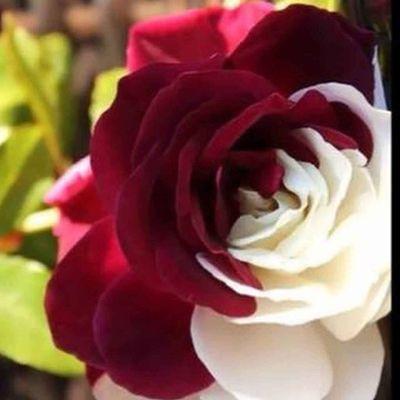 ‏ﻻتحزن ان الله معنا