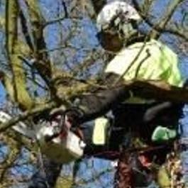 Director & Arboriculturist