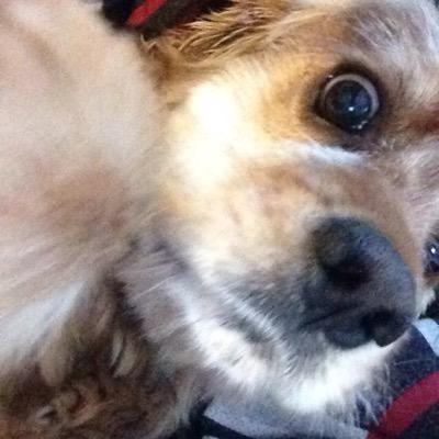 Hi I'm Owen! Or on xbox, Milk My Panda ,please no hate. Dont follow to unfollow. Yall are great :D Former Zaga Former D3AD Former TWiSteD