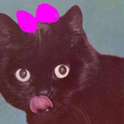 Cattitude is everything/ Meow