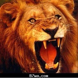 ALiJaml1's profile picture. 19/5/1988