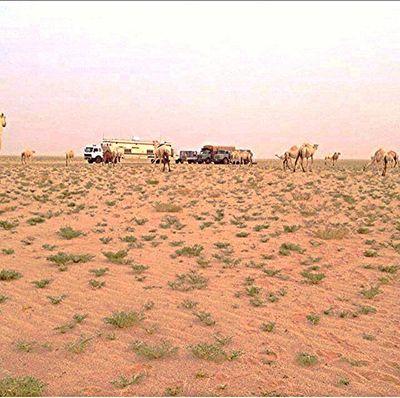 algareh55's profile picture. ....