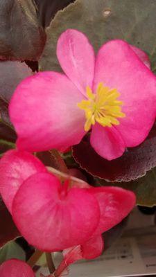 chocy_pants's profile picture. Female.Recently BPD diagnosed & coming to terms with it.Depression.Anxiety.Scared.Bit angry.Scared again.My life.Love.Peace xoxox