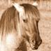 Linda Thompson (@lmetlinda) Twitter profile photo