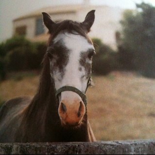 camelsaori's profile picture. おはよう。