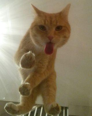 'What greater gift than the love of a cat'.            CHARLES DICKENS