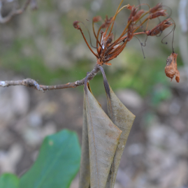 Phytophthora is the greek term for 'plant destroyer' and it is a genus (group) of many microorganisms that cause plant diseases.