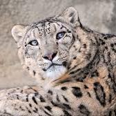 satuschiev634's profile picture. 