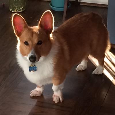 Dudley the Corgi 🌈 + Friends