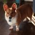 Dudley the Corgi #CorgiCrew Profile picture