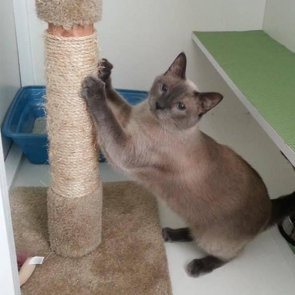 Kitty Korners is a licensed cat boarding facility dedicated to providing your kitty with the care they need while you are away!