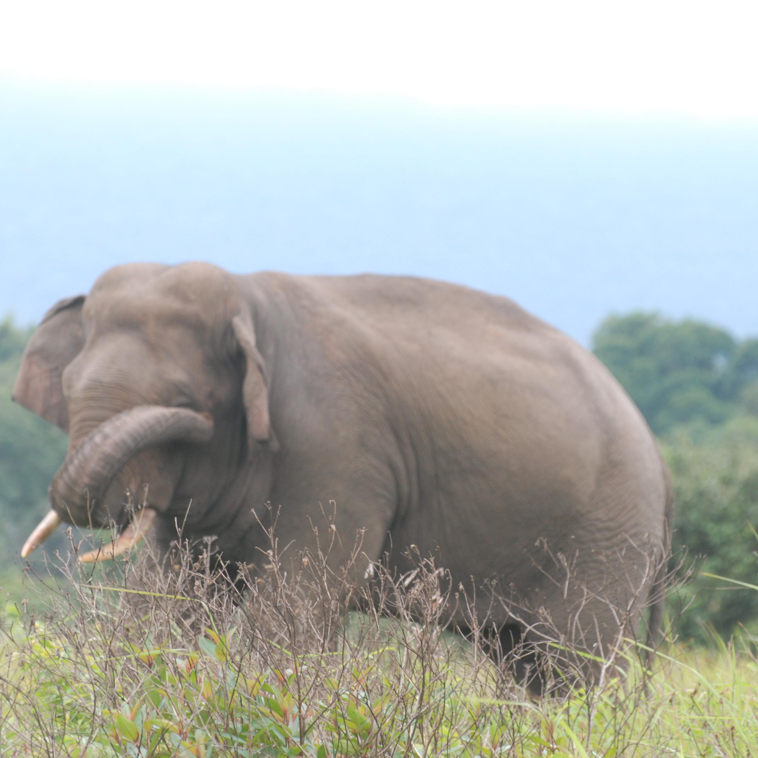 arkowner's profile picture. 