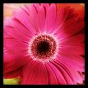 Fahima (@13Fahima) Twitter