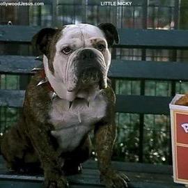 Hey yes I am a talking dog. Im friends with Nicky trying to help him catch his two brothers Cassius and Adrian. (RP/Little Nicky)