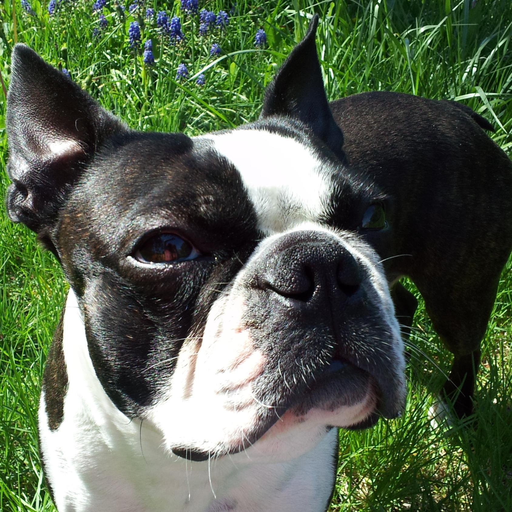 DapperDog2011's profile picture. Strengths include snorting, snoring, snuggling, sniffing, & slobbering