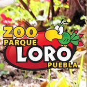 Iniciamos operaciones en octubre de 1998 con la crianza de caballos miniatura, y poco a poco hemos llegado a ser uno de los zoológicos certificados en Mexico