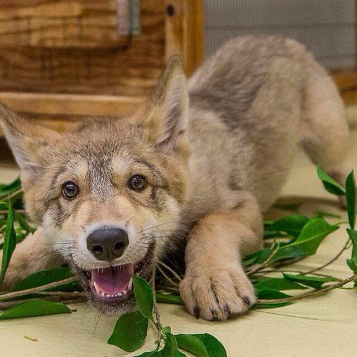 AmankuLyn's profile picture. 