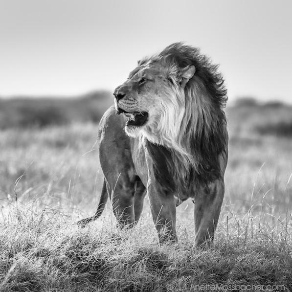 pat_amb's profile picture. I pick that rabbit out of the hat while everybody sits out there wondering how the hell I did it