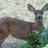 ShazFun_2013's profile image