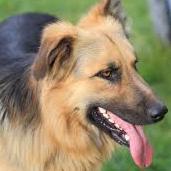 All about #DogTrainingTips, #ServiceDogs. Aren't dogs amazing? Just unzip it!
