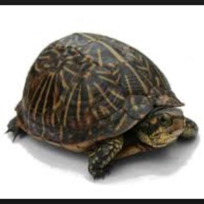 follow me on twitter@turtle97754519