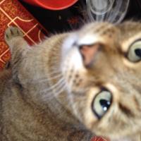 もち (@mochi_mochi_moc) Twitter profile photo