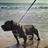 thegustapobully's profile image