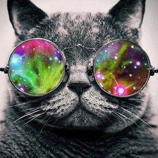 Toxo1337's profile picture. 