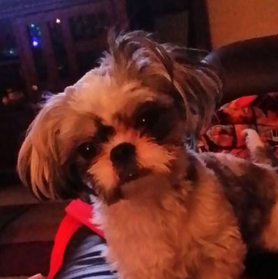 I was blessed to have been picked by a very loving family- my human mommy & daddy &brothers & sisters love me- they play with me, kiss me, and hug me lots-