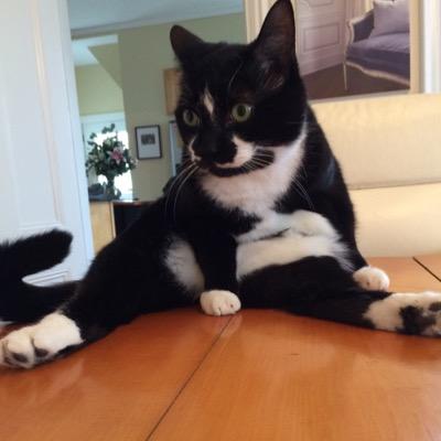 Here for cat videos, mostly. Architecture, urban planning, politics,and puns are a bonus.