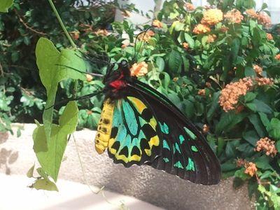 lambertskish's profile picture. FT mom and former major gifts dev officer, happens to have Type 1 diabetes. Tired of big pharma's greed and fed up with industrial toxins in Lake MI.  Fired Up!