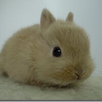 quintet (@quintet) 's Twitter Profile