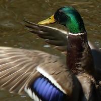 El Pato Maketo (@elpatomaketo) 's Twitter Profile