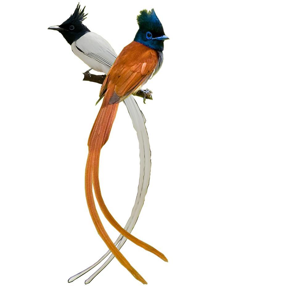 RackPack123's profile picture. Adventure. Heritage. Eco. Educational. Groups. Corporate. Honeymoon and Custom Holidays