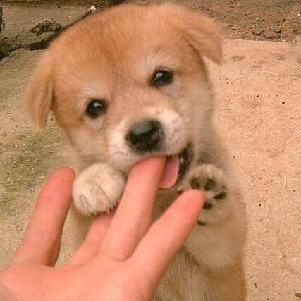 かわいい子犬の画像など ペットショップのショーケースに並ぶ 小さくてかわいい子犬ちゃんの裏 お父さんやお母さんのことを 知っていますか 繁殖犬と呼ばれる犬がいることを 知っていますか 愛護センターや保健所で 本当の家族を待っている子たちが