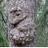 The Wise Old Owl