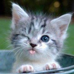 The supreme irony of life is that hardly anyone gets out of it alive.