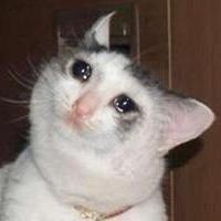 GG_HonG's profile picture. 