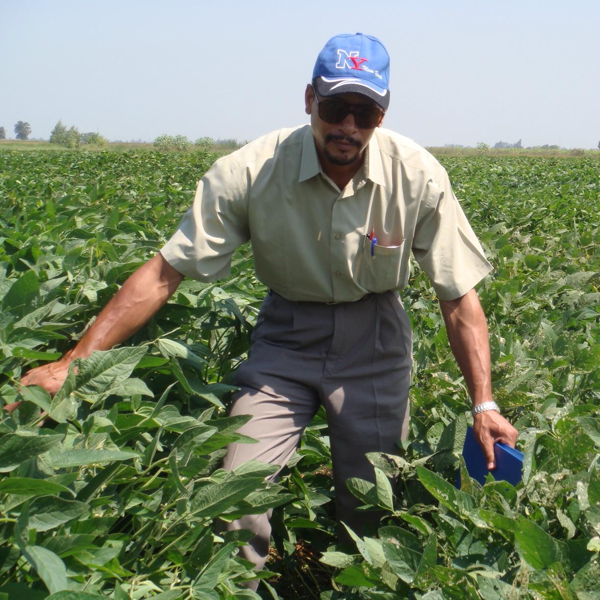 Soybean Breeder. Senior Researcher, Food legumes Dept., FCRI, ARC, Egypt.