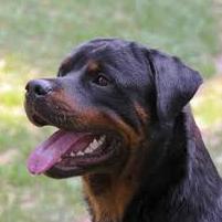 Im Da Biggest dog out. Add me on XBL zBigDogg. I clear out on BO2. If u need someone for a BO2 6 man hit me up :).