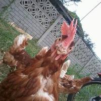 lüzumsuz bilgiler (@zivanalamaca) Twitter profile photo