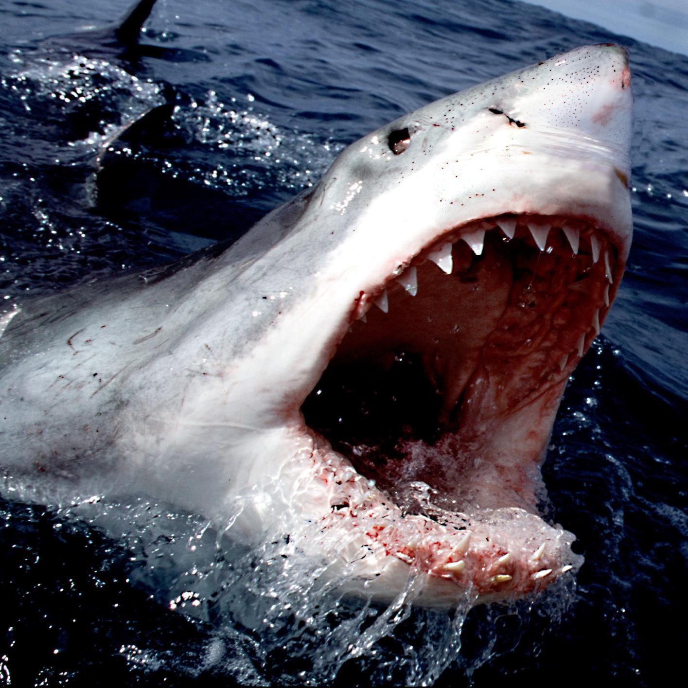Newy_Shark's profile picture. Likes: Swimming, marine mammals, twitter. Hates: Leg-ropes & being punched in the back. Wants: To be loved. #sharkofthepeople